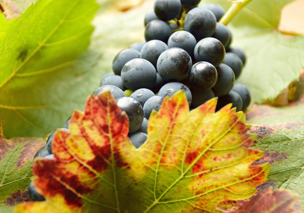 QUALI SONO I MIGLIORI VITIGNI IN TOSCANA
Che producono i migliori vini toscani